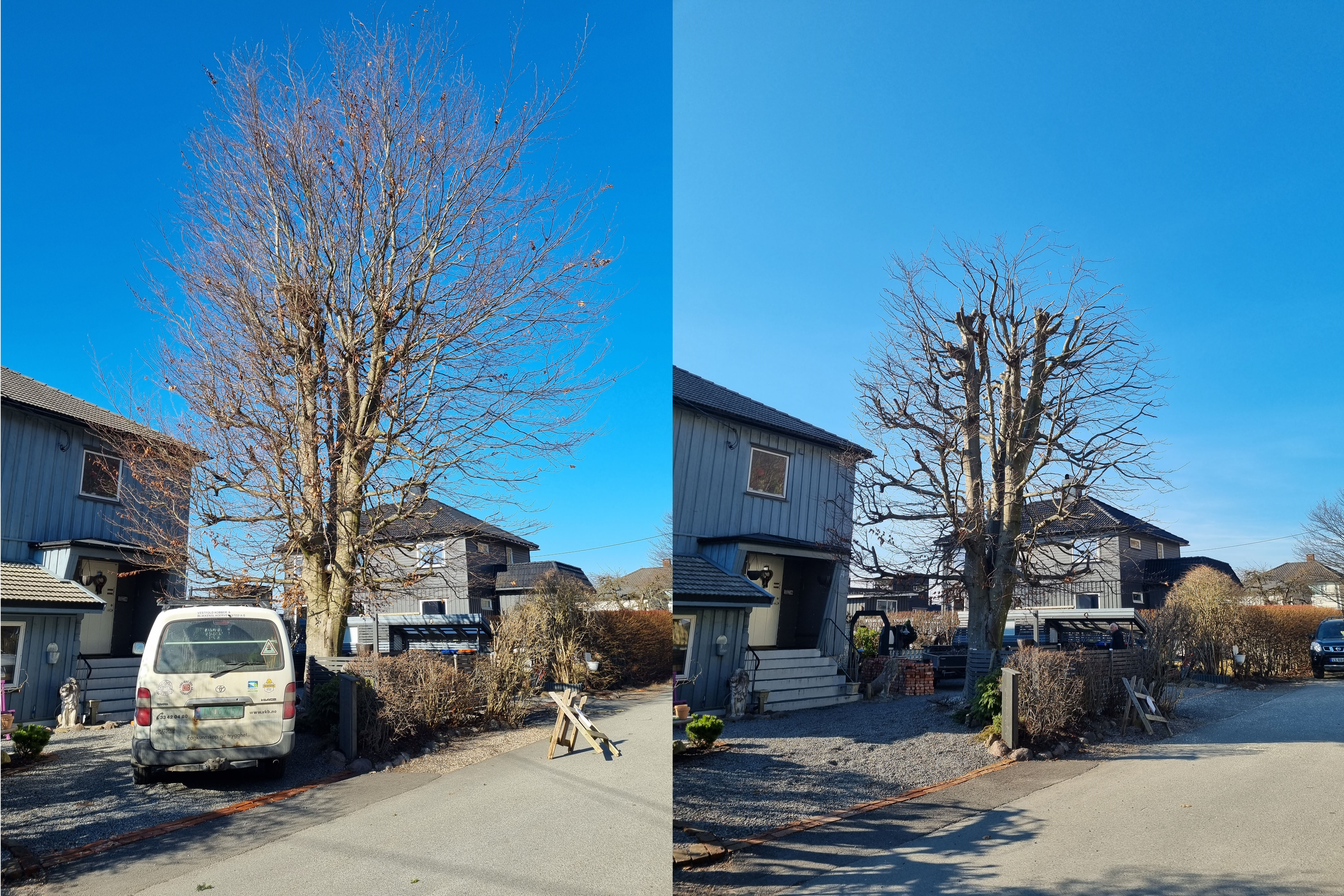 Før og etter beskjæring av bøketre